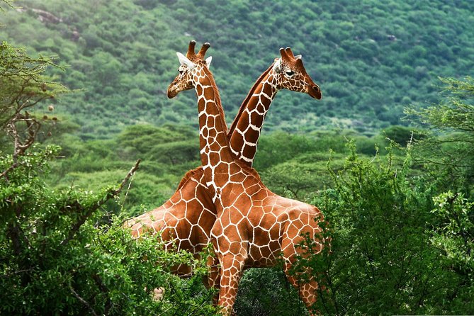 Elephant Orphanage & Giraffe Centre Tour - Conservation Efforts Explained