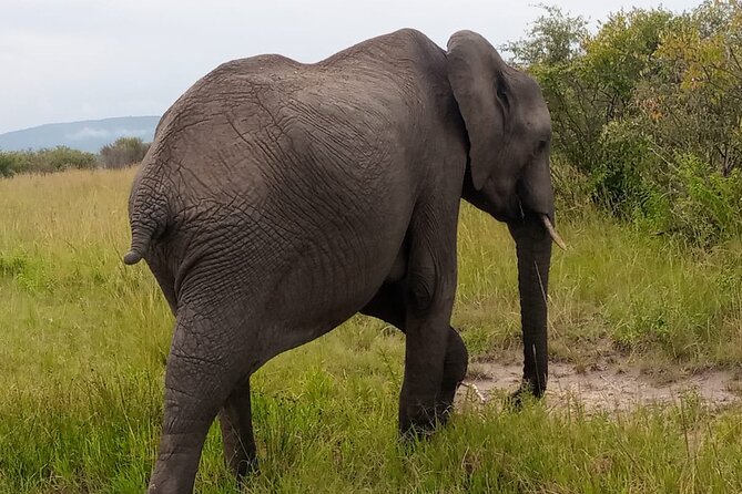 Elephant Orphanage Ticket With Pick up and Drop off - Key Points