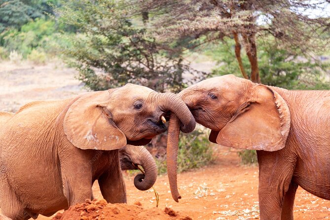 Elephant Orphanage Ticket With Pick up and Drop off - Ticket Booking Process