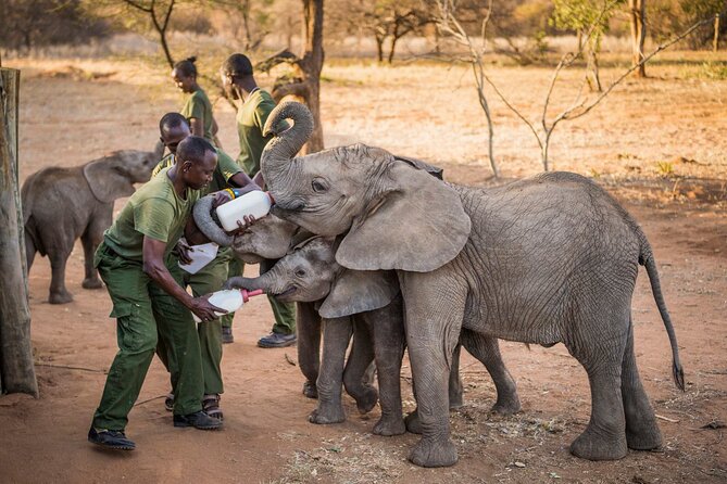 Elephant Orphanage Ticket With Pick up and Drop off - Admission Fees and Costs