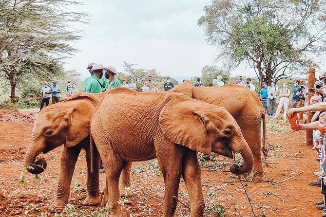 Elephant Orphanage Ticket With Pick up and Drop off - Meeting and Pickup Details