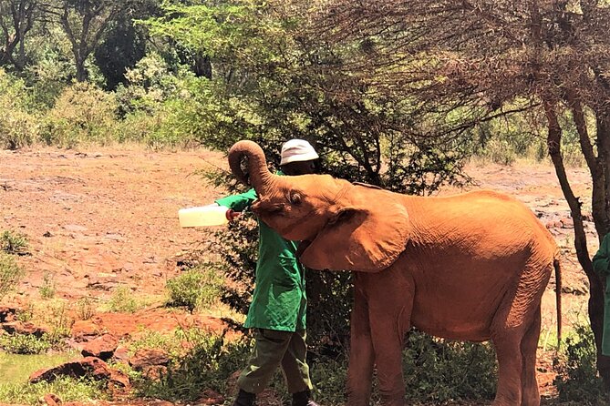 Elephant Orphanage Ticket With Pick up and Drop off - Customer Reviews and Feedback