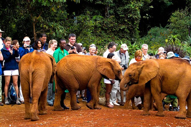 Elephant Orphanage Ticket With Pick up and Drop off - Recommendations and Cautions