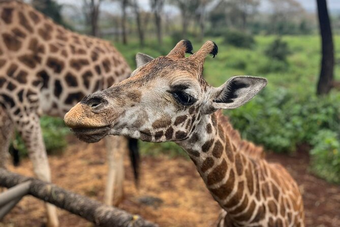 Elephant Orphanage,Nairobi National Park and Giraffe Center Tour. - Tour Highlights: Giraffe Center