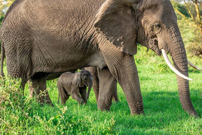 Elephant Safari Tanzania 4 Days **Sustainable Approach to Travel - Transportation Details