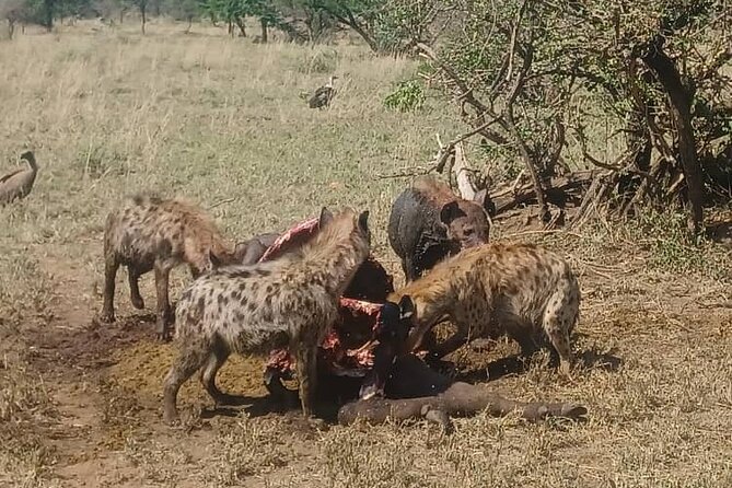 Elephant Safari Tanzania 4 Days **Sustainable Approach to Travel - Inclusions and Exclusions