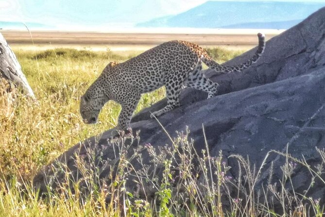 Elephant Safari Tanzania 4 Days **Sustainable Approach to Travel - Health and Safety Considerations