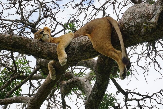 Elephant Safari Tanzania 4 Days **Sustainable Approach to Travel - Cultural Engagement Opportunities