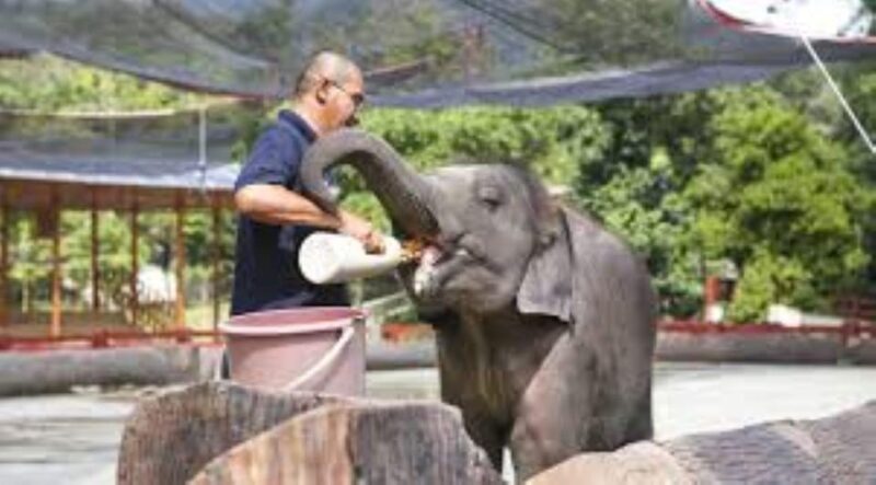 ELEPHANT SANCTUARY GUIDED TOUR WITH WATERFALL HIKE - Key Points