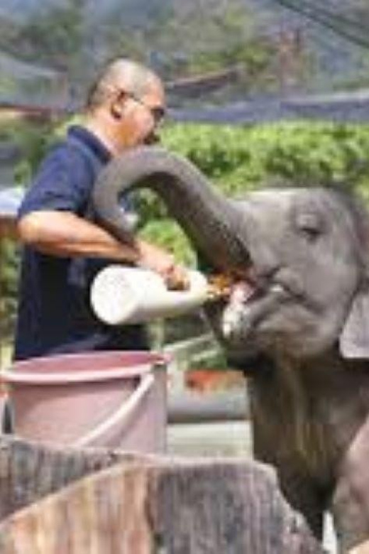 ELEPHANT SANCTUARY GUIDED TOUR WITH WATERFALL HIKE - Journey Details