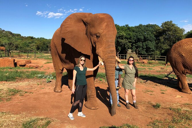 Elephant Sanctuary Tour From Johannesburg - Highlights of the Experience