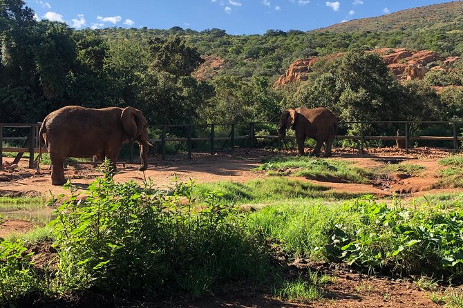 Elephant Sanctuary Tour From Johannesburg - Feedback From Customers