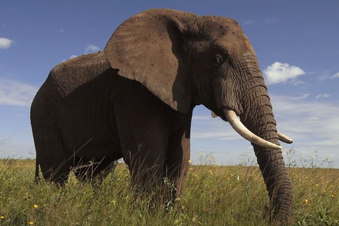 Elephant Sanctuary Tour From Johannesburg - Additional Details