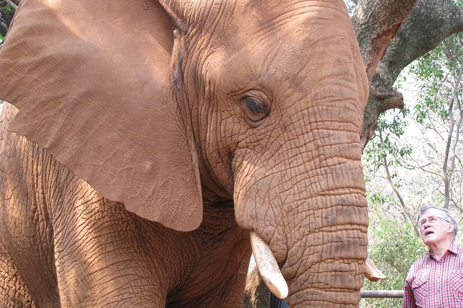 Elephant Sanctuary Tour From Johannesburg or Pretoria - Transportation and Pickup