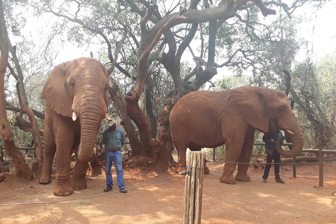 Elephant Sanctuary Tour From Johannesburg or Pretoria - Tour Inclusions