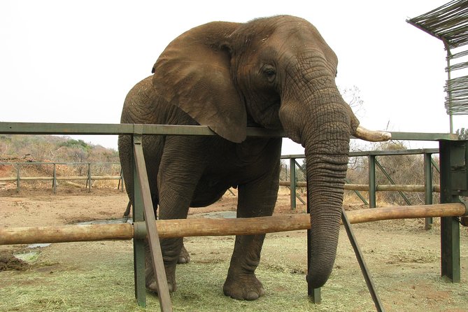 Elephant Sanctuary Tour From Johannesburg or Pretoria - Elephant Sanctuary Experience