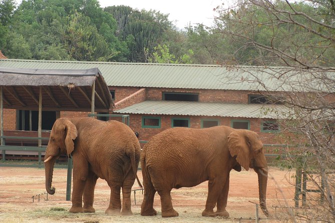 Elephant Sanctuary Tour From Johannesburg or Pretoria - Interactive Elephant Activities