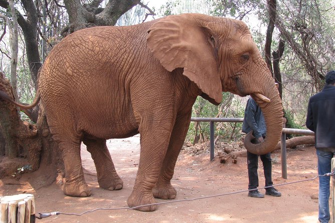 Elephant Sanctuary Tour From Johannesburg or Pretoria - Sanctuarys Conservation Efforts
