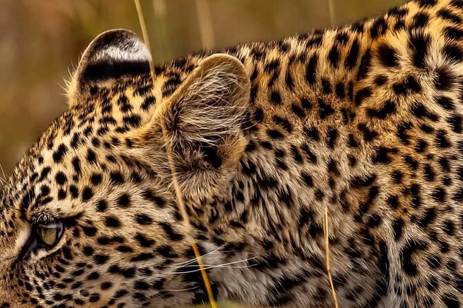 Elephant Special Serengeti & Ngorongoro Crater 5 Days / 4 Nights - Excluded Experiences