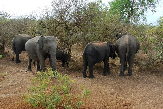 Elephant Transit Home Udawalawe With Jeep Safari - All Included Tour - Review Highlights