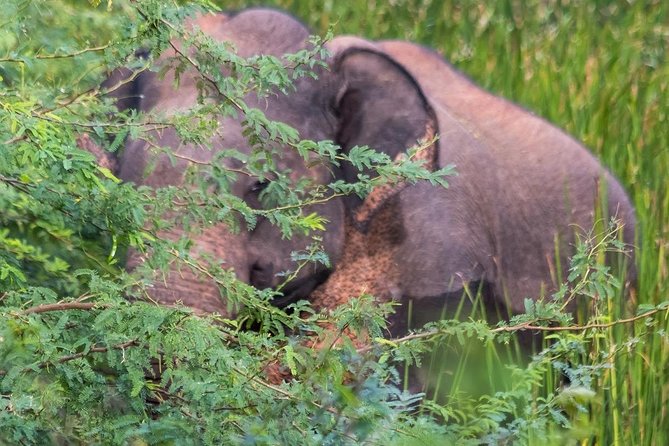 Elephant Transit Home Udawalawe With Jeep Safari - All Included Tour - Practical Information