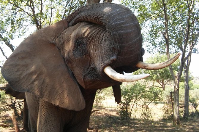 Elephant Walk Guided Half Day Tour From Johannesburg - Inclusions and Exclusions