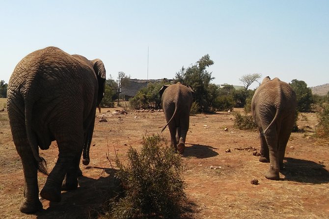 Elephant Walk Guided Half Day Tour From Johannesburg - Pickup and Drop-off Details