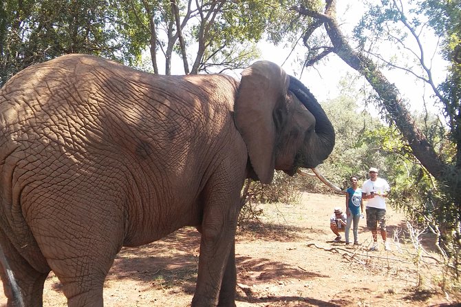 Elephant Walk Guided Half Day Tour From Johannesburg - Elephant Conservation Status