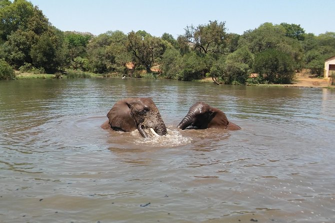 Elephant Walk Guided Half Day Tour From Johannesburg - Tour Logistics and Restrictions