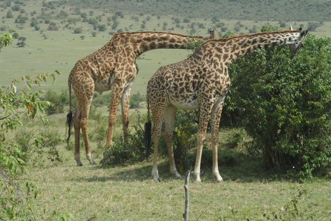 Elephants,Giraffe Center, Blixen Museum $ Bomas of Kenya - Booking Information
