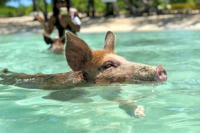 Eleuthera Day Trip With Swimming Pigs and Turtles From Nassau - Customer Reviews and Ratings