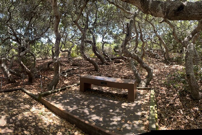 Elfin Forest Nature Tour With Local Sweet and Savory Tasting - Tour Schedule and Availability