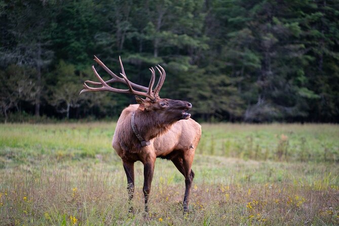 Elk & Waterfall Photo Tour W/ Photography Lessons - Key Points