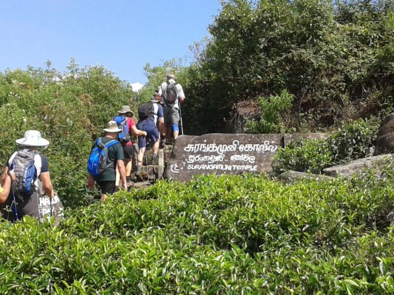 Ella- 3-Days Trekking in Tea Plantation Forest & Waterfalls - Immerse in Nature