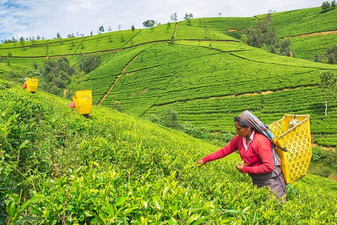 Ella and Yala National Park Tour From Colombo - Health and Accessibility