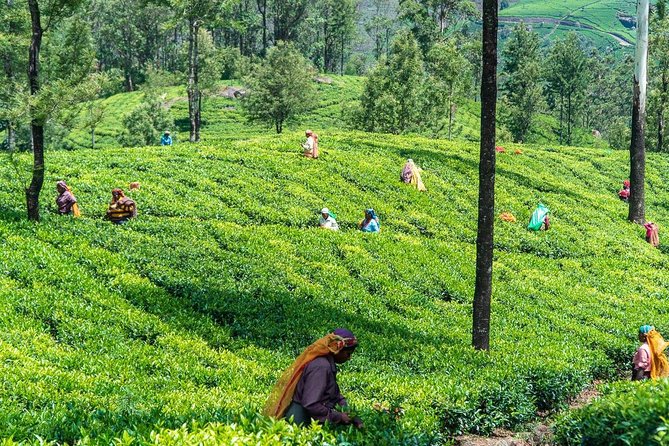 Ella Day Trip From Mirissa, Weligama, Galle, Hikkaduwa - Customizable Itinerary
