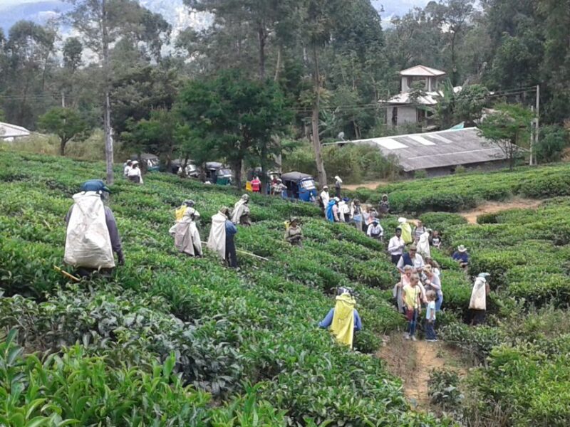 Ella Haputae Tea Plantation Safari By TukTuk & Cooking Class - Inclusions