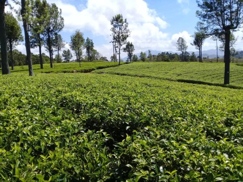Ella Haputae Tea Plantation Safari By TukTuk & Cooking Class - Customer Feedback