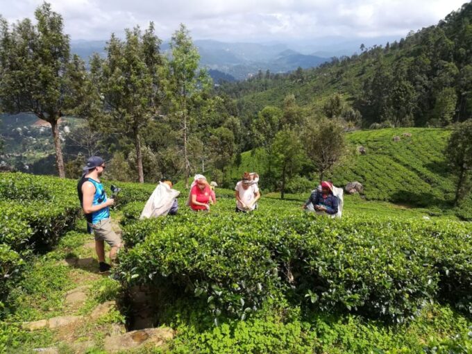 Ella Haputae Tea Plantation Safari By TukTuk & Cooking Class - Tea Plantation Tour
