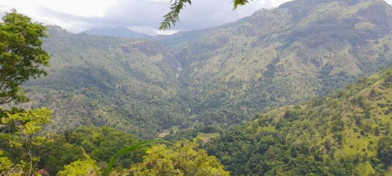 Ella Jungle Trail W Tush - Participant Requirements