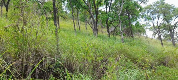 Ella Jungle Trail W Tush - Cancellation Policy