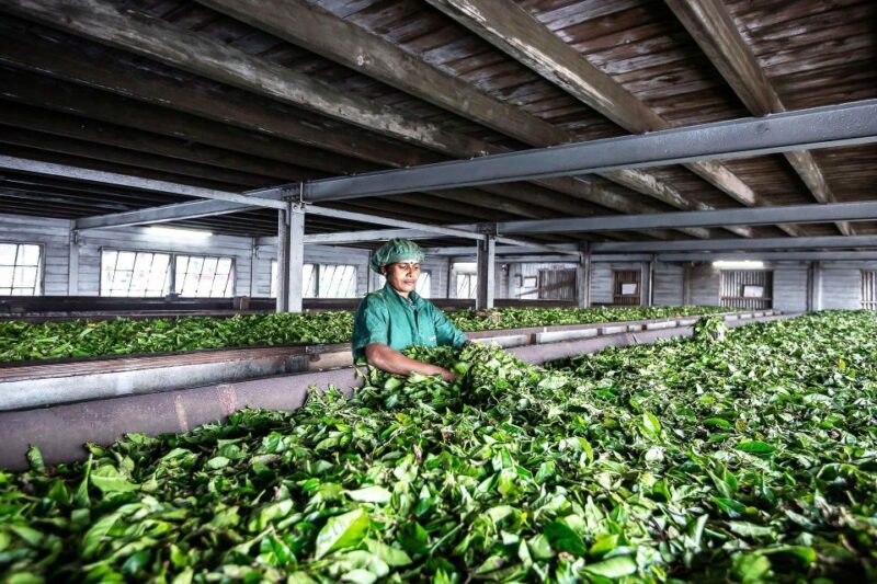Ella: Liptons Seat Tour With Dambetanna Tea Factory Visit - Frequently Asked Questions