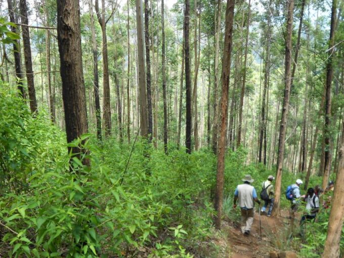 Ella: Pekoe Trail Stage 15 Trekking From Makulela to Ella - Private Group Option