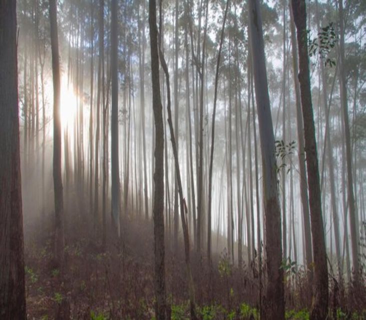Ella Rock: Sunrise Hike With a Guide - Inclusions and Exclusions