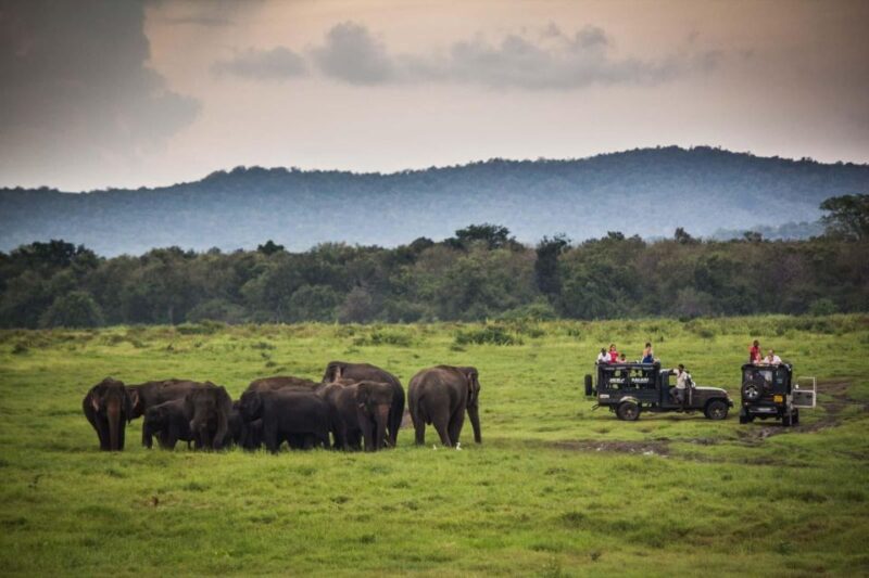 Ella: Shuttle to Down South Any Location W Udawalawa Safari - Included Services