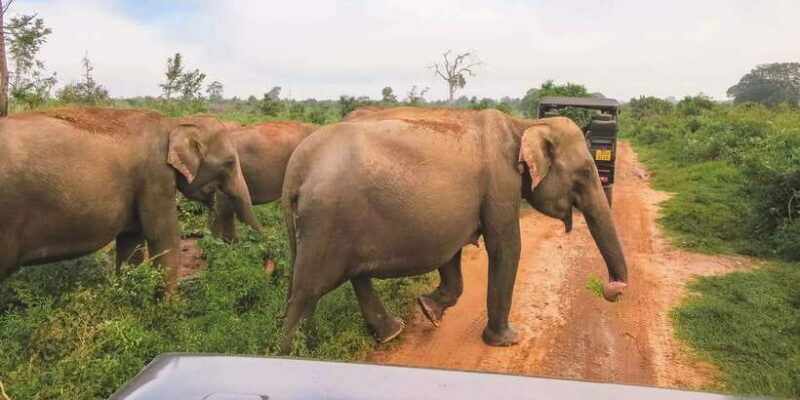 Ella: Shuttle to Tangalle/Mirissa/Galle & Udawalawa Safari - An In-Depth Look at the Experience
