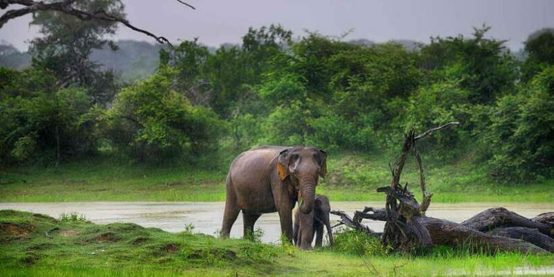 Ella: Shuttle to Tangalle/Mirissa/Galle w Udawalawe Safari - A Practical, Balanced Look at the Ella to South Coast Safari & Transfer