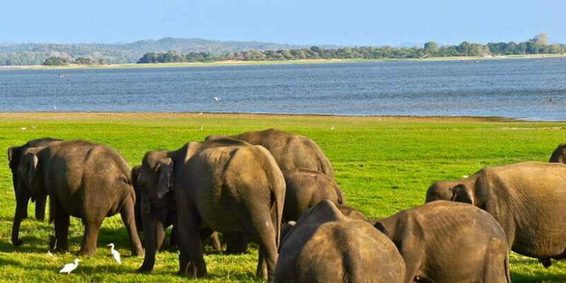 Ella: Shuttle to Tangalle/Mirissa/Galle w Udawalawe Safari - Summary: Is This Tour Right for You?