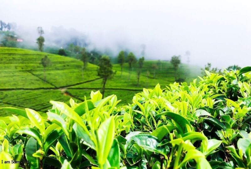 Ella to Demodara Trekking Adventure: Pekoe Trail - Stage 16 - Route and Activities
