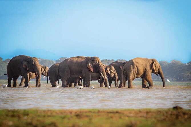 Ella to Mirissa Shuttle & Safari Drive - Experience and Highlights